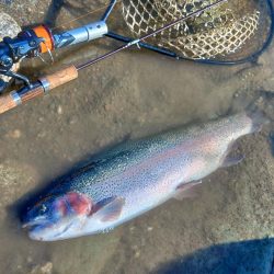 難しすぎるぞ！天竜川ルアーフライ専用区